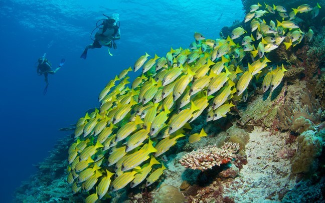 laamu-maldives-diving