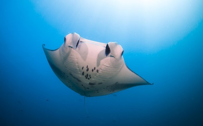 Six Senses Laamu горящие туры
